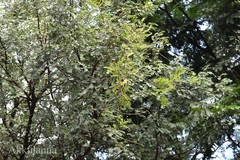 Prosopis cineraria